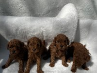 Ruhsatlı Poodle Evinden Erkek Dişi Yavrularımız