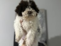 Normaline Göre Daha Minik Boy Lagotto Bebekler