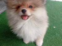 Dişi erkek tuvalet eğitimli pomeranian boo yavrular