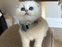 Bebek Surat Silver Scottish Fold