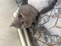 British shorthair yavru 2 mart doğumlu