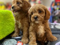 EMSALSİZ BİBLO GÜZELLİĞİNDE TEACUP MALTİPO BEBEKLER