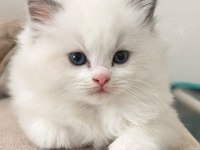 Bicolor Ragdoll Bebekler