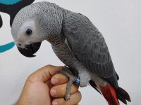 3 adet uysal jako papağanı bebekler