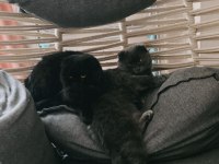 1 yaşında aşıları cipi tam hamile scottish fold dişi
