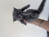 Scottish Straight Blue Point ve Lilac Yavrular
