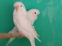 Jumbo Albino muhabbet kuşu