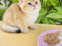Tip kürk şahane british shorthair prenses