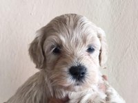 Maltipoo yavrular