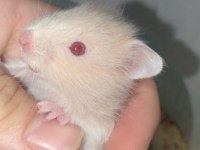 Hamster teddy bear