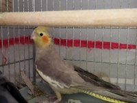 Evcil Sultan Papağanı