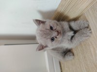 British shorthair tuvalet eğitimli