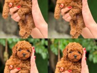 Teacup Poodle Yavruları