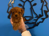 IRK GARANTİLİ RED TOY POODLE YAVRULARIMIZ
