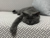 British shorthair kedisi