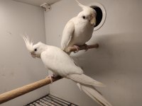 Çift albino sultan papağanı
