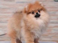Show kalite pomeranian yavrular ziyarete açık