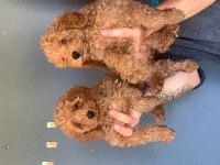 Burkem çiftliğimizden safkan toy poodle