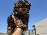 Wc eğitimli  tea cup yorkshire terrier 