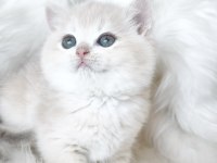 Ay12 Dişi British Shorthair