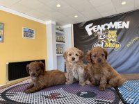 shoooowwww kalite maltipoo yavrular ankara mağazamızda 