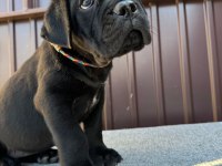 Irk ve sağlık garantili cane corso yavrularım