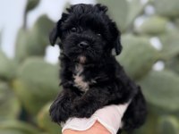 Sevgililer gününe özel maltipoo