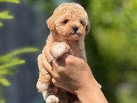 Evinize Neşe Getirecek Teacup Maltipoo Yavrularımız