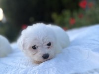 Kar beyaz maltese yavrular