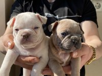 A kalite french bulldog yavruları
