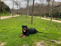 1 Yaşında Rottweiler Nacar Arex