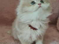 British longhair golden cy12 erkek