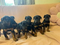 IRK GARANTİLİ DOBERMAN BEBEKLERİMİZ MEVCUT