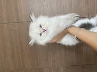 Safkan British Longhair Bluepoint Dişi Yavrular