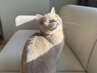 Lilac British Shorthair Kedimize Aile Arıyoruz
