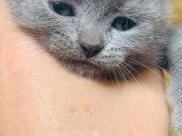 Uyguna verilecek british shorthair kediler