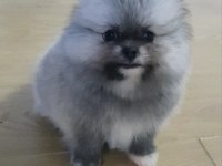 Şecereli Teacup Teddy Face Pomeranian Yavrularımız
