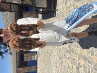 Toy ve kore poodle yavrularım sağlık ve ırk