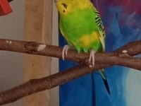 DİŞİ MUHABBET KUŞU UYGUNA VERİCEM