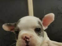 1 dişi ve 1 erkek french bulldog yavru