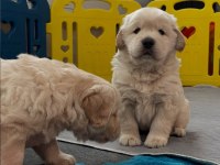 Evinizin Neşesi Golden Bebişler Her Yere Kapıda Öde
