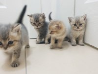 Golden british shorthair yavrular yuva arıyor