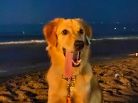 golden retriever bebek