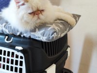 EXOTİC SHORTHAİR KEDİMİ SAHİPLENDİRMEK İSTİYORUM