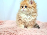 Nadir Tür British Longhair Golden Dişi Yavrularım