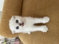Anne baba şecereli dişi scottish fold
