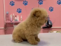 Maltipoo Yavrular