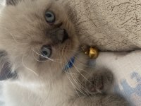 Safkan British Shorthair Paşa