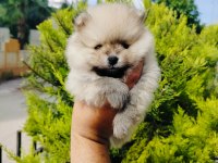 Pomeranian yavruları