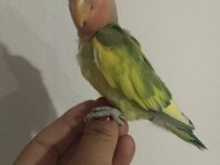 Acil Sevda Papağanı